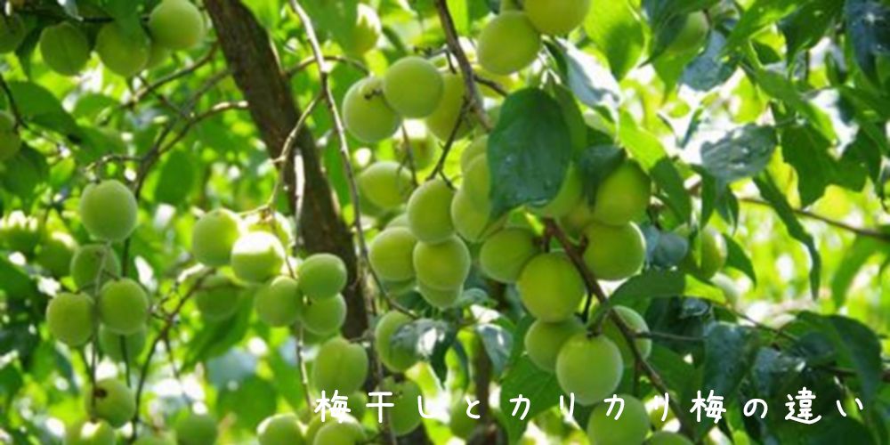 木に成っている梅