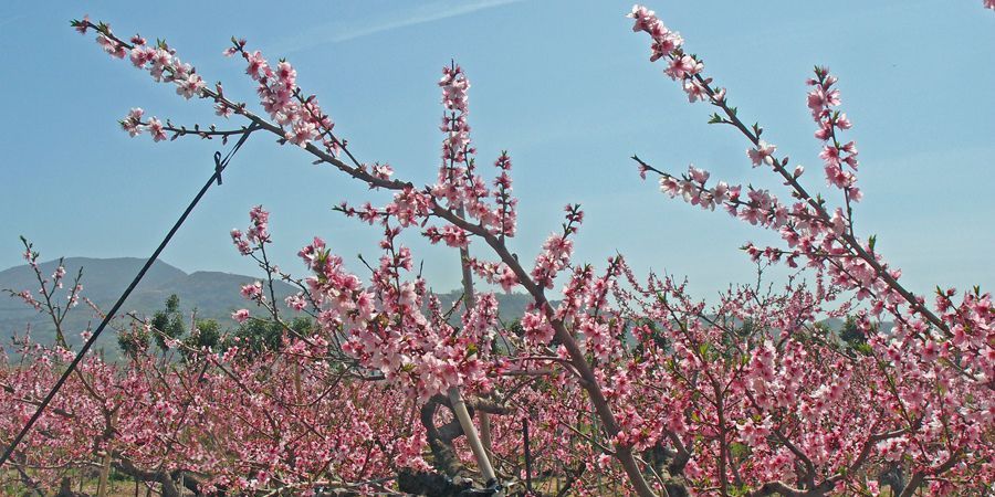 桃の花