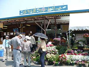 お花が綺麗