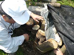 ほだ木の状態を確認