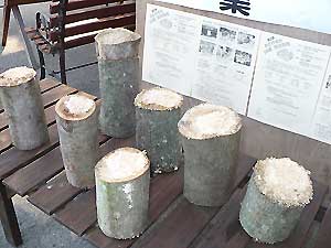 植菌は成功